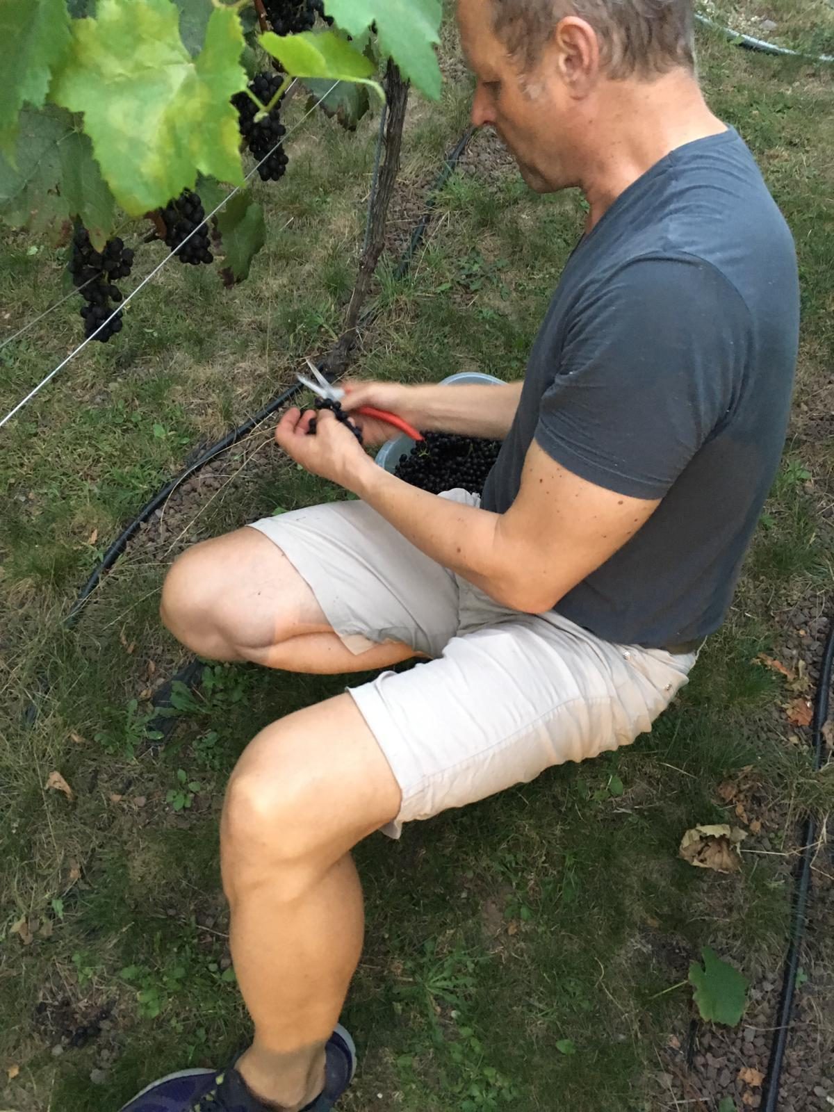 MS wine harvest